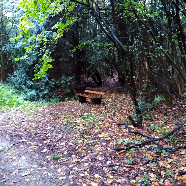 Eine einsame Bank im verregneten Wald