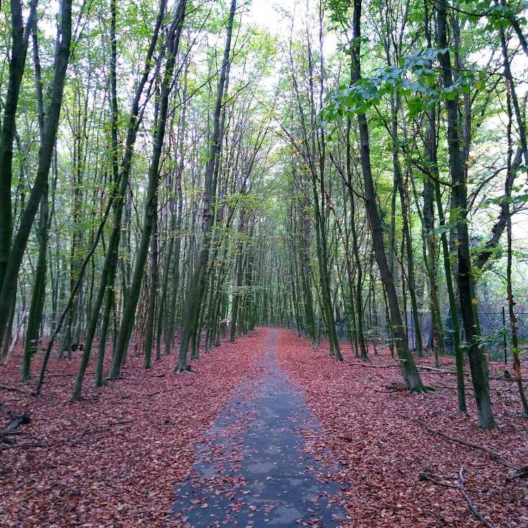 Wald entlang der Tannenstraße in Mülheim
