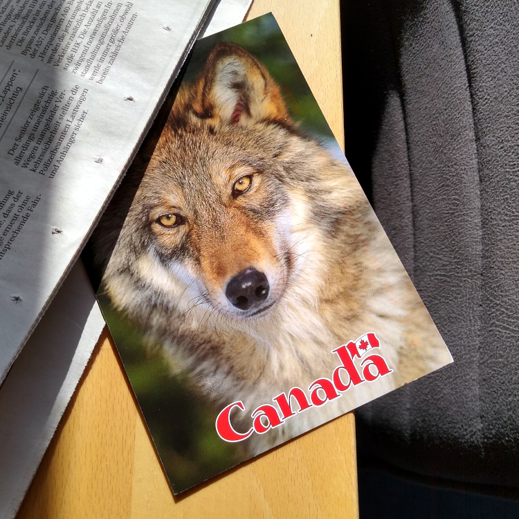 Postkarte „Wolf“ aus Kanada