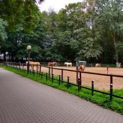 Pferdekoppel im Revierpark Mattlerbusch in Duisburg