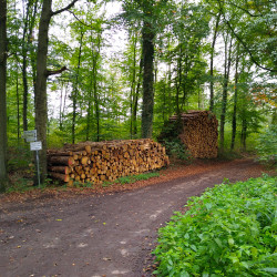 Holzhaufen im Wald